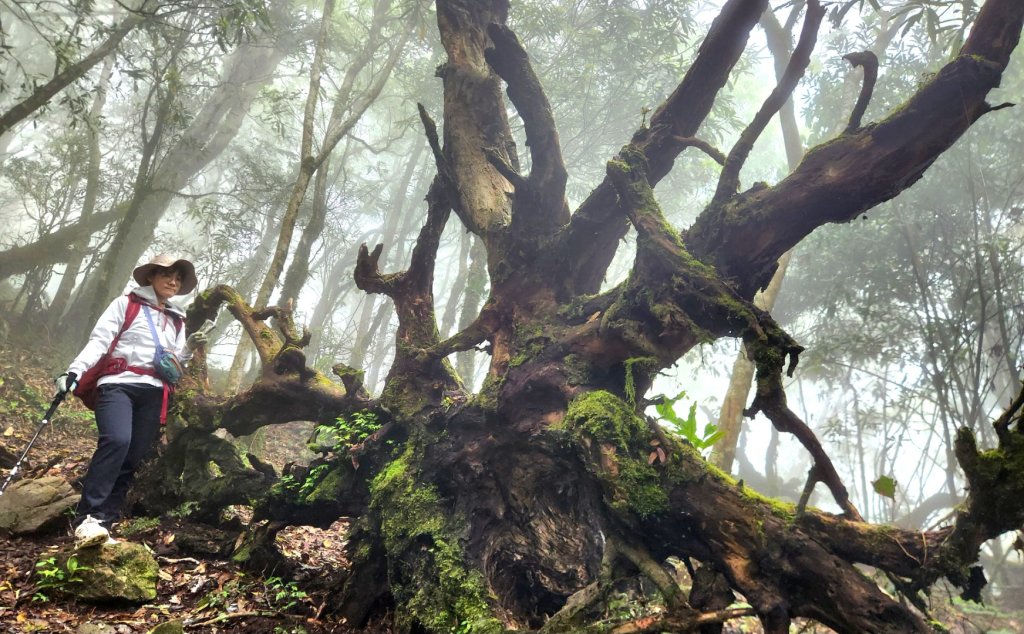 【中級山縱走】魯壁山，東穗山，大島田山，宇老觀景台_2771685