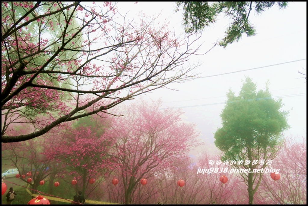 苗栗。獅潭協雲宮雲霧中賞櫻花_261276