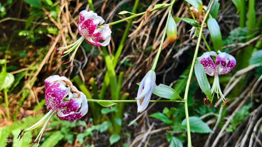 #二格山 #霞光 #日出 #艷紅鹿子百合 #大鳳蝶雄蝶 #紅花石蒜 #彼岸花 8/23_2867788