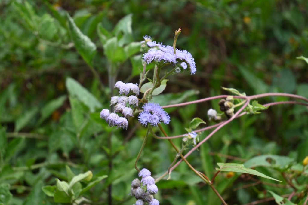2025_0712 福山植物園_2836197
