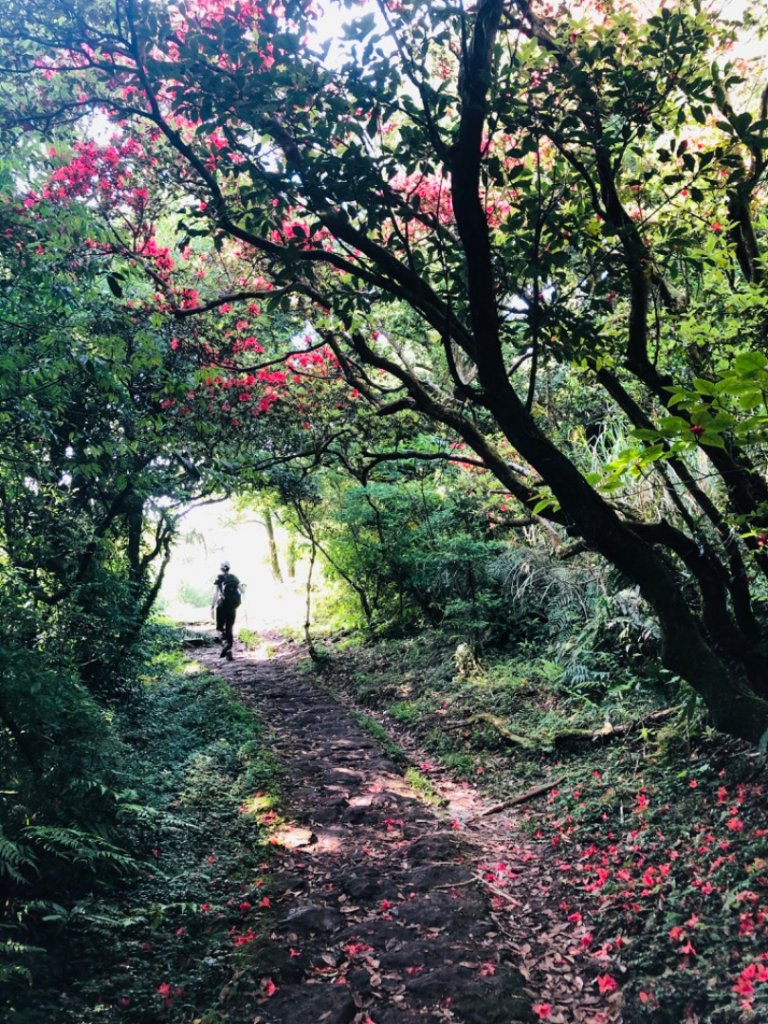 1090503大屯山西峰.南峰_950063