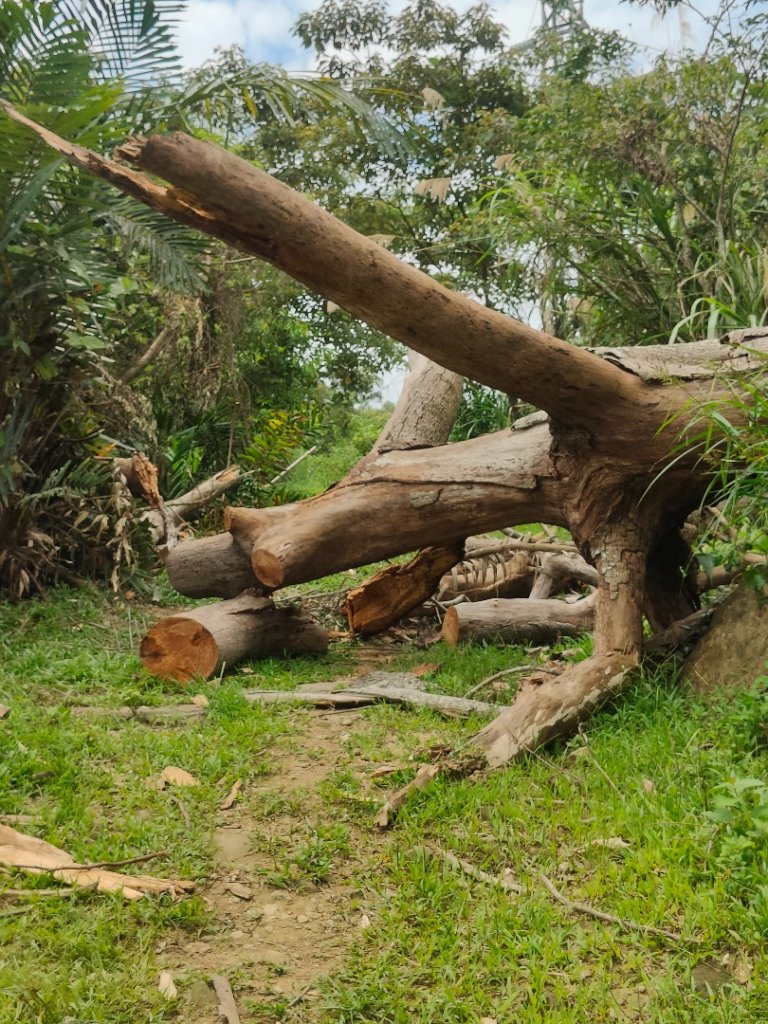 #64小百岳崁頭山、獅額山_2528563