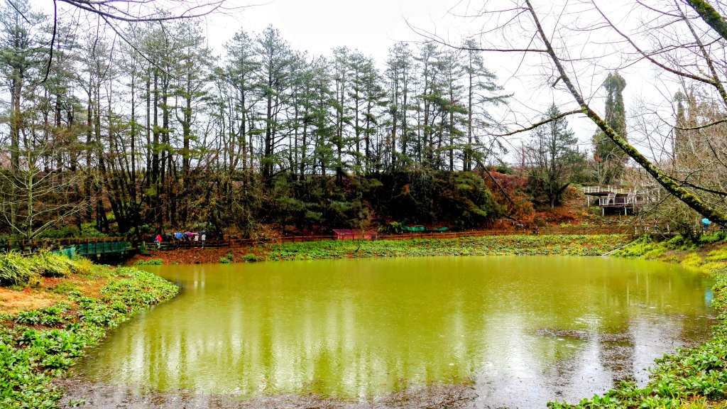 《青玉案・福壽山櫻》_2712370