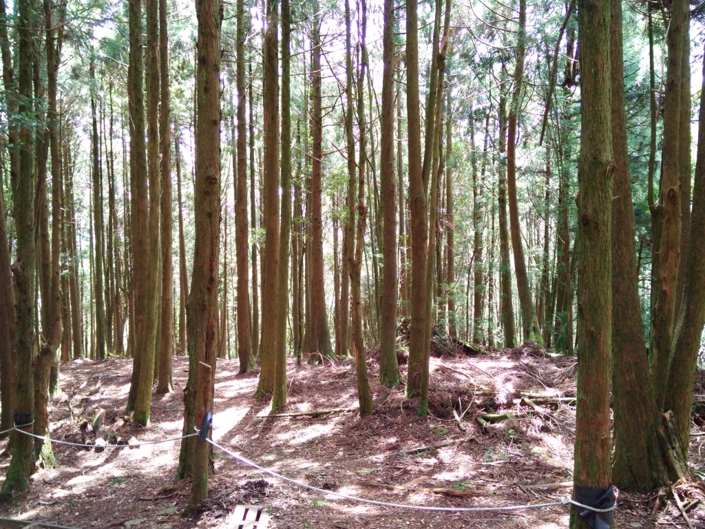 檜山巨木群步道_53589