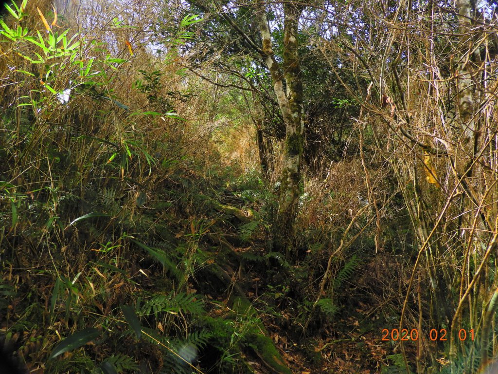 桃園 復興 拉拉山_820574