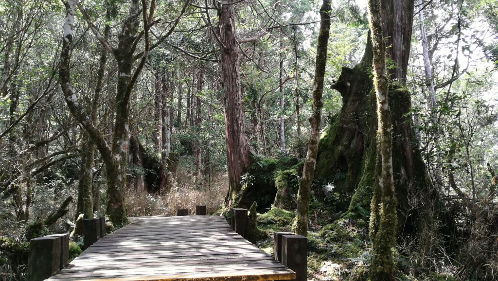 太平山國家森林遊樂區_374707