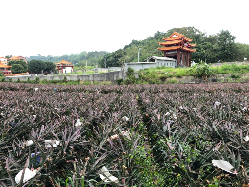 鳥松後山「坔埔山」封面圖