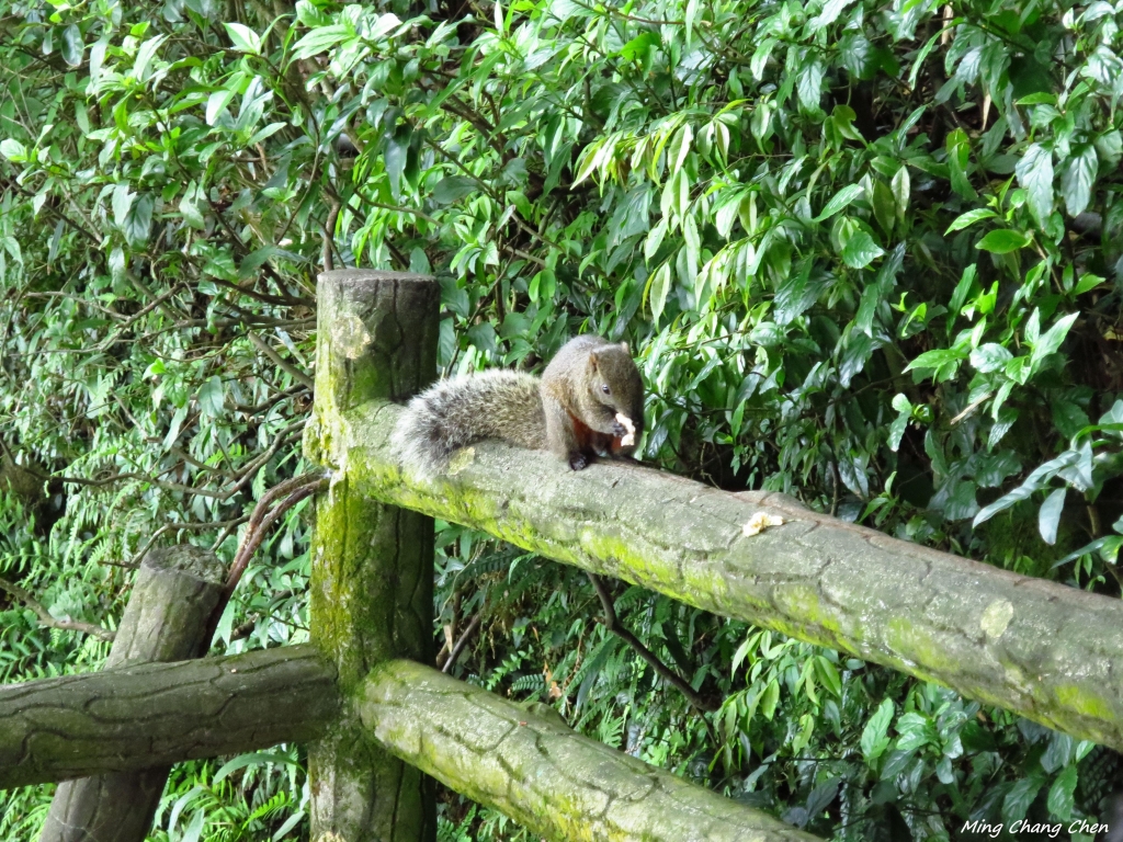 【山岳之美】~七星池、七星山_5841