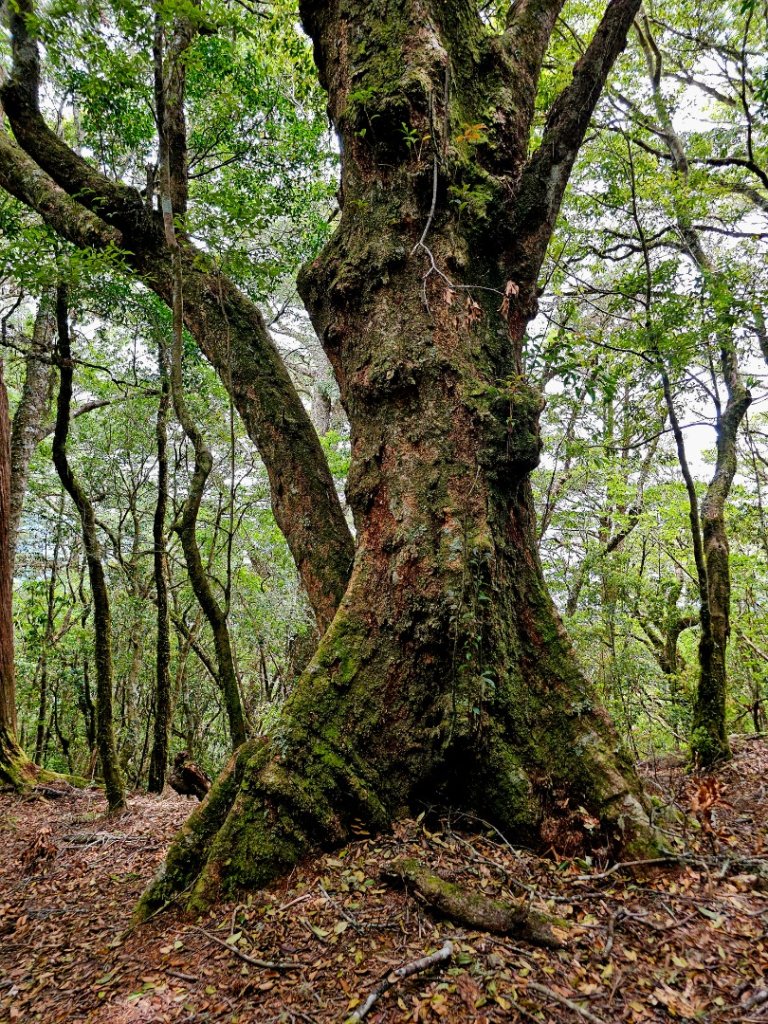 卡拉寶山-小百岳#86-花蓮縣秀林鄉_2796161