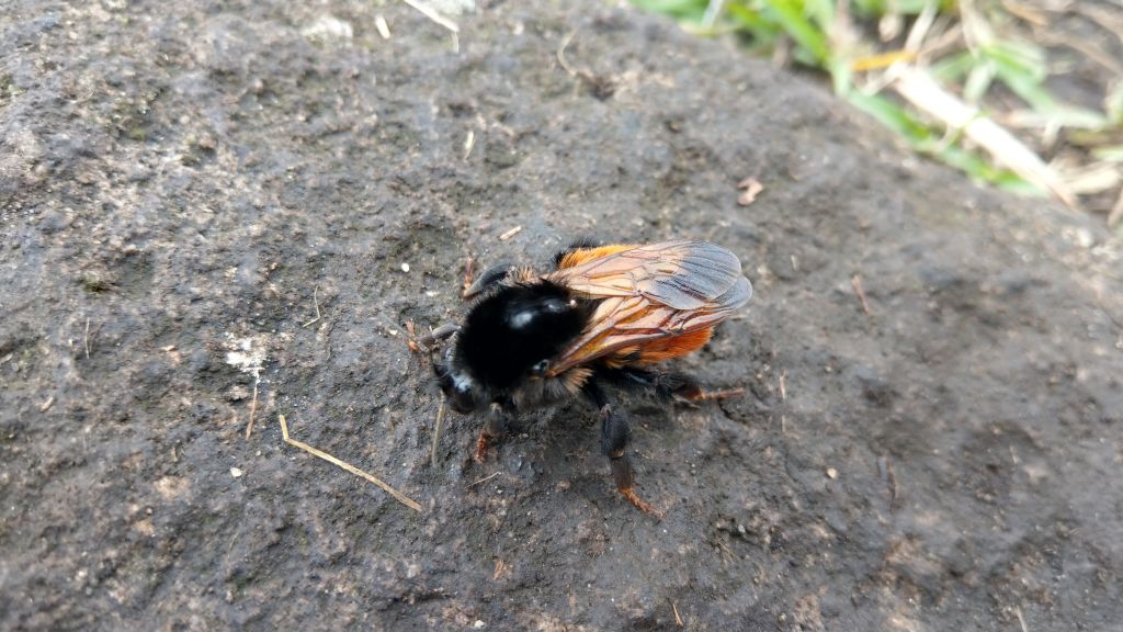 陽明山東西大縱走活動_403062