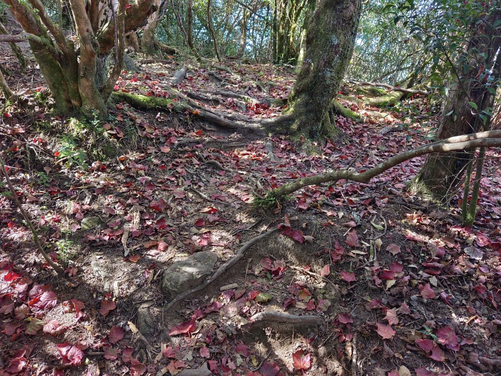 加里山（大坪登山口O繞）112/11/28_2362941