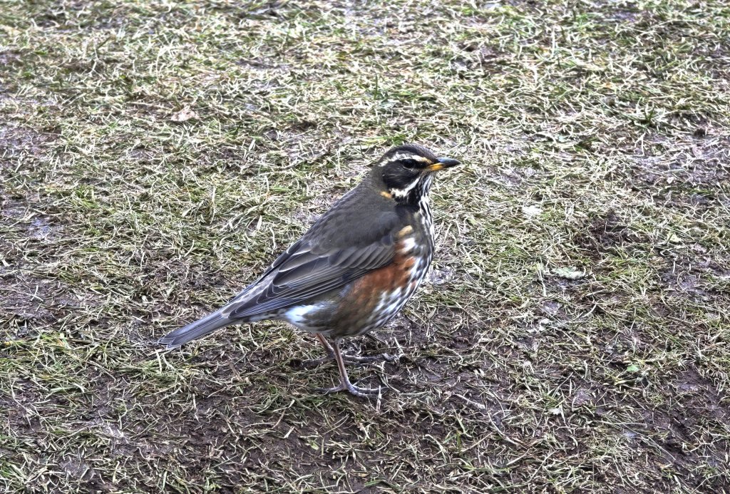 [紐約馬之行-50] 2025_1109~11 回到冰島/美國封面圖