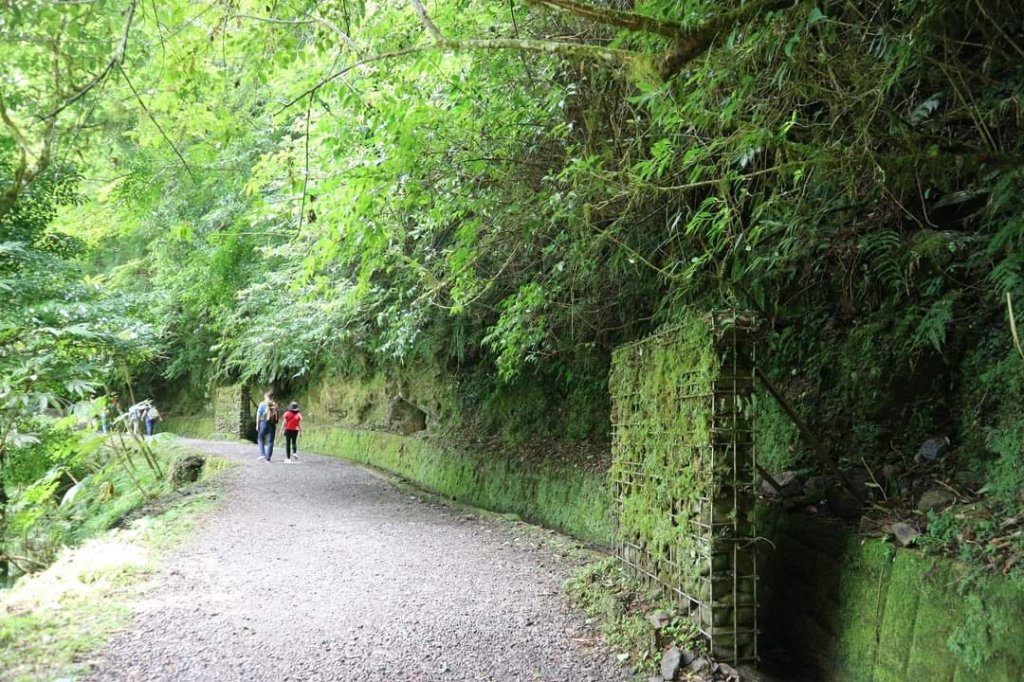 〔桃園復興〕拉拉山巨木，史詩級魔幻森林，75公頃紅檜 扁柏森林浴_2236959