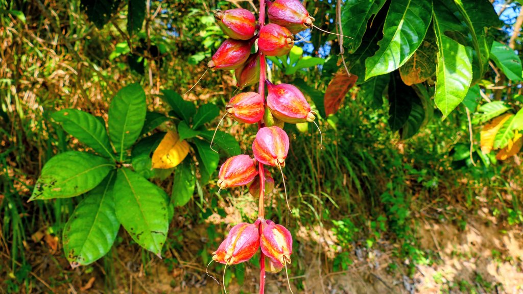 仁武觀音湖_2954915