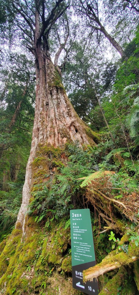 2024-03-16拉拉山神木群步道_2456040