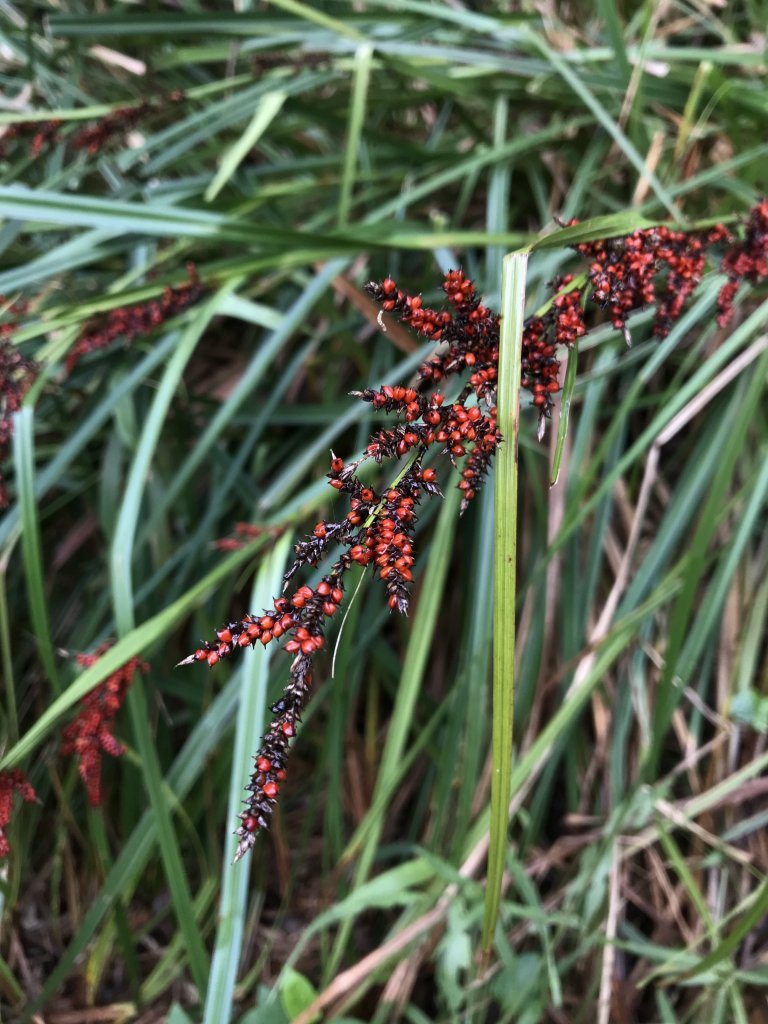 2020.1.18 鳶山連走_820810