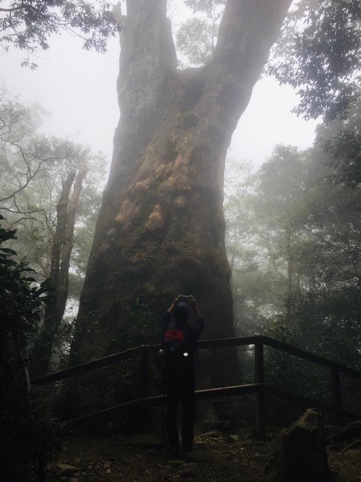 期間限定、北得拉曼神木、內鳥嘴山毛櫸、巨木、雲海、瀑布_1924486