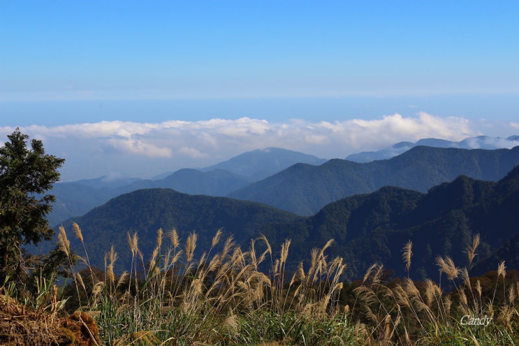 秋戀黃金森林。太平山「山毛櫸國家步道」_2301