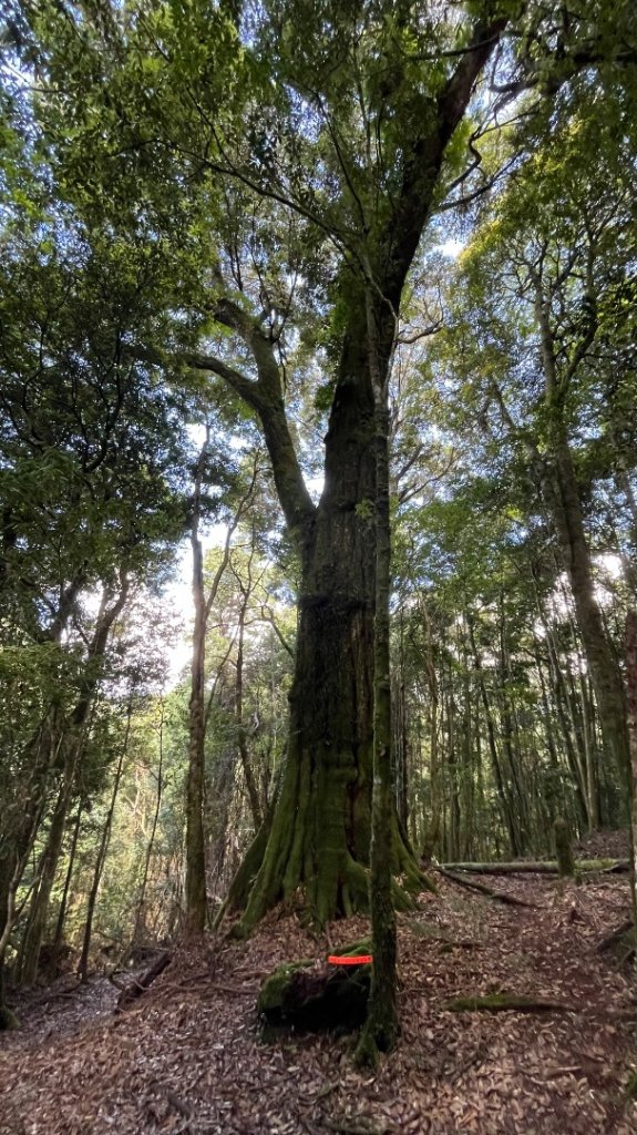 雪見大板根_2877614