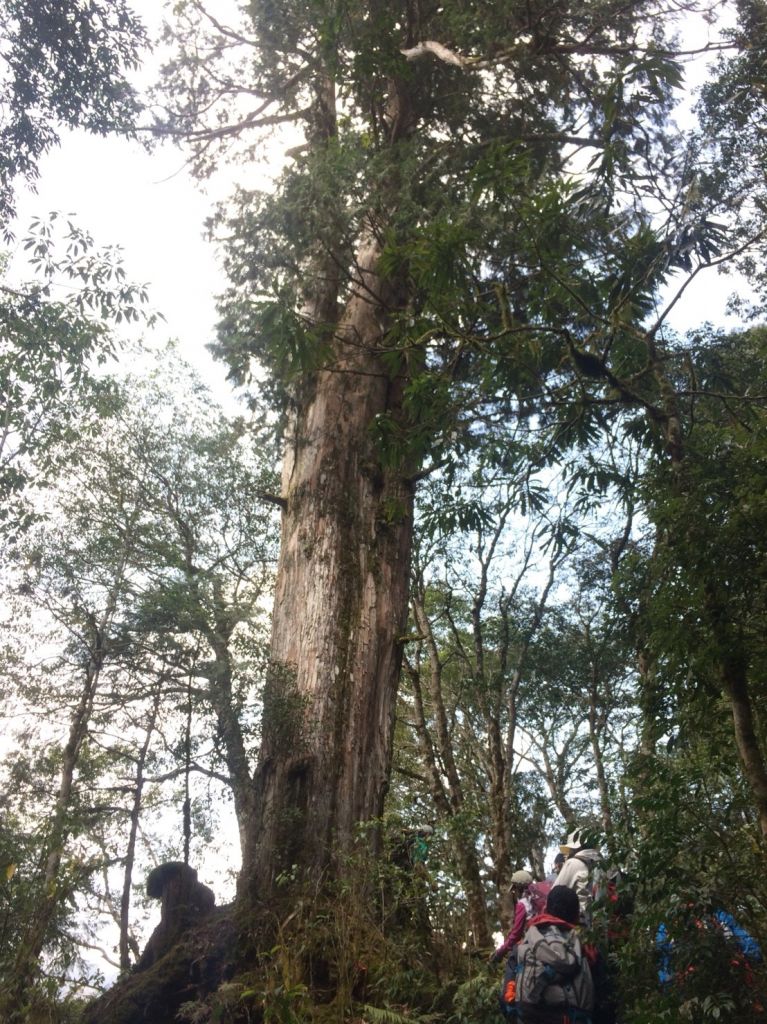 米羅山之木_292673