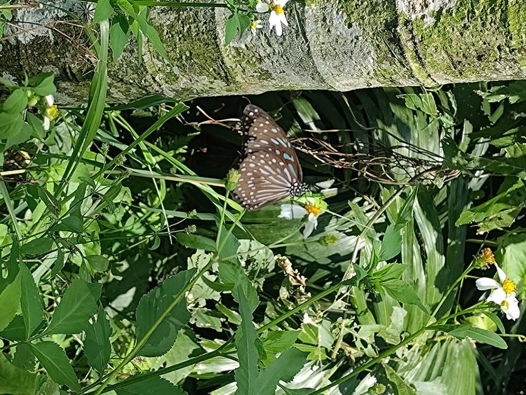 華山4-2號步道上雲嘉連峰_2579305