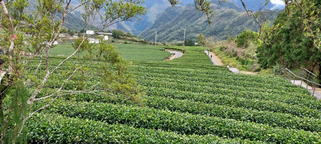 20250114東埔山；20250115二延平步道_2693851