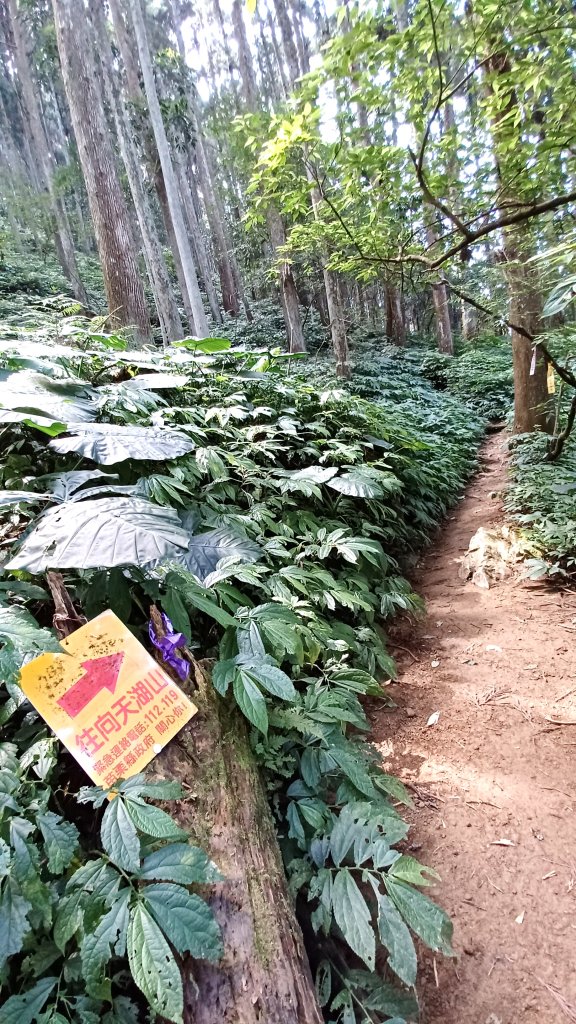 【苗栗南庄】向天湖山光天高山小O繞_2933158