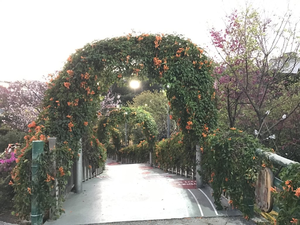 111.03.08 鶯歌永吉公園步道 炮仗花賞花遊_1634842