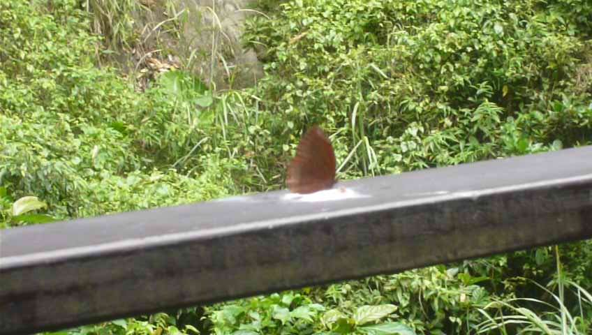 獅頭山風景區：藤坪、水濂橋、水濂洞步道_1143183