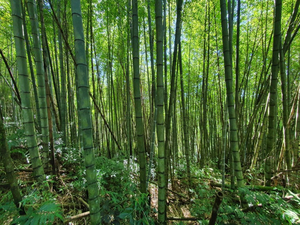 奮起湖大凍山步道（小百岳）_1178844