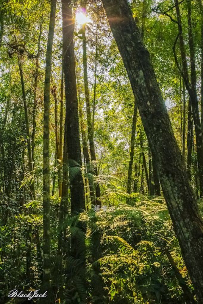 貓囒山自然步道_293498