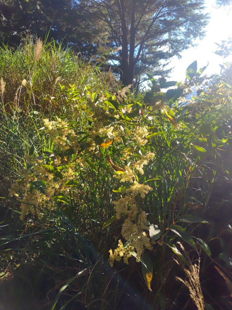 大雪山森林遊樂區 遊客中心 小神木 北三錐山 平石山西北峰_2952879