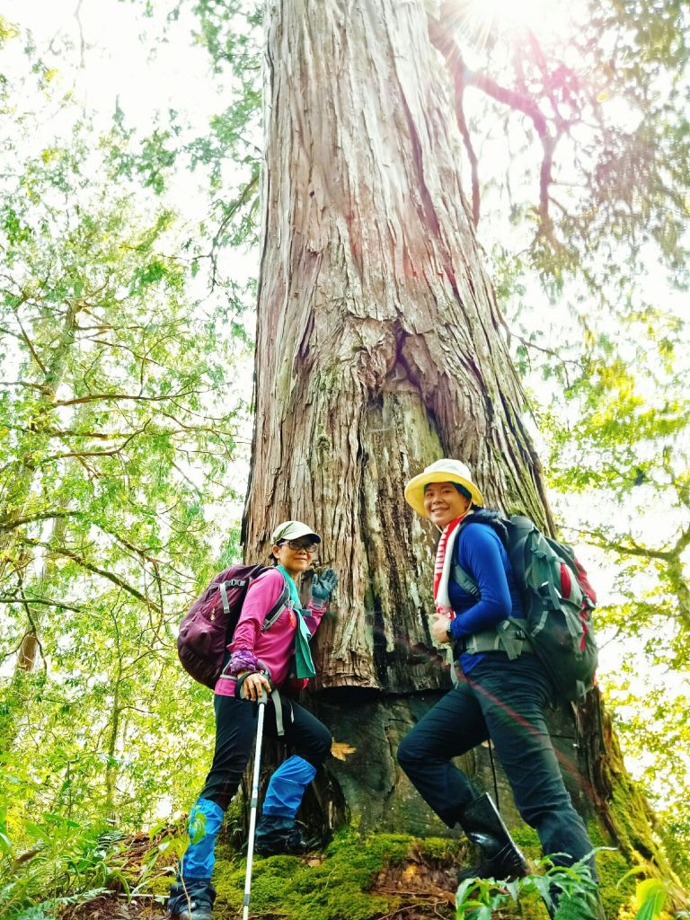 米羅山之木_292908