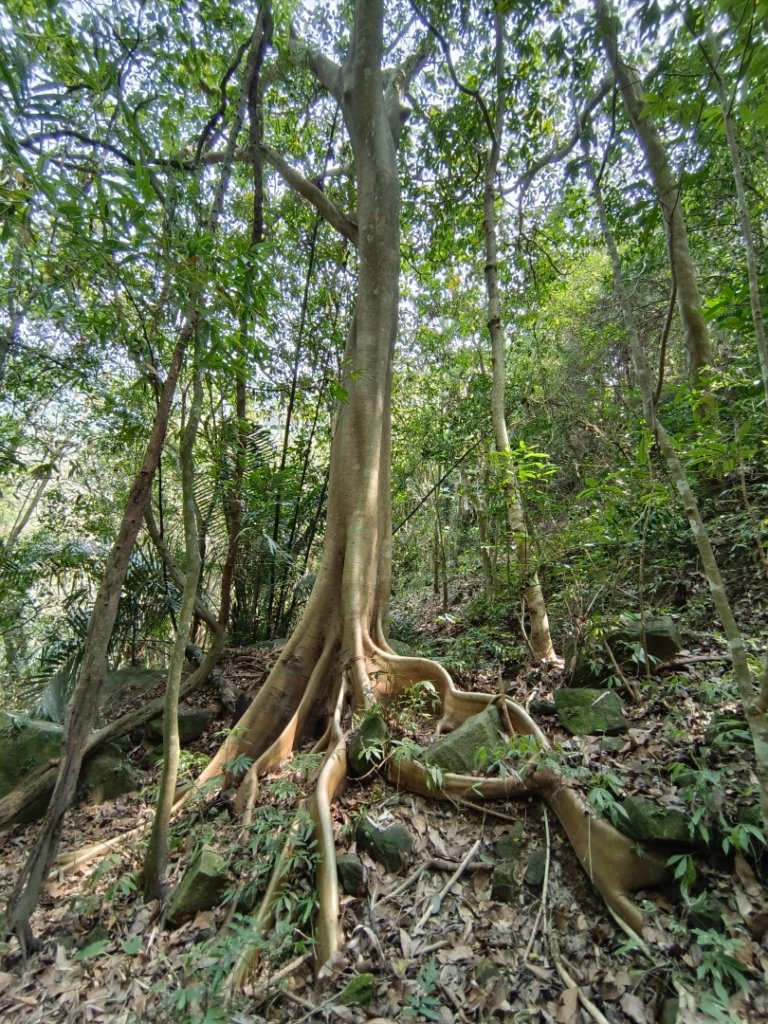 暗影山（酒桶山）台中小百岳_2107788