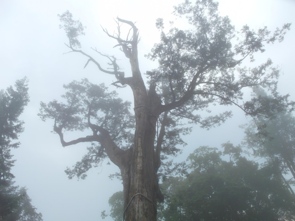 太平山之翠峰湖觀景環山步道_44213