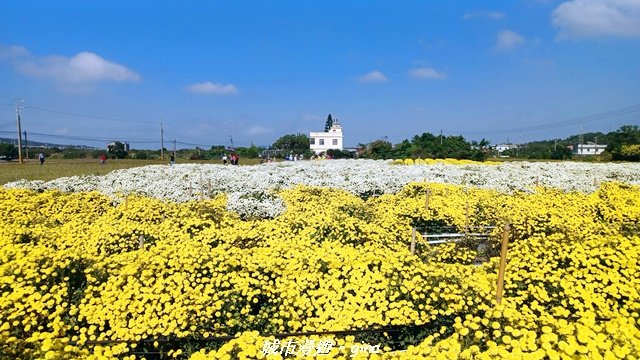 【苗栗】賞花趣~銅鑼杭菊x通霄蒜香藤花廊封面圖