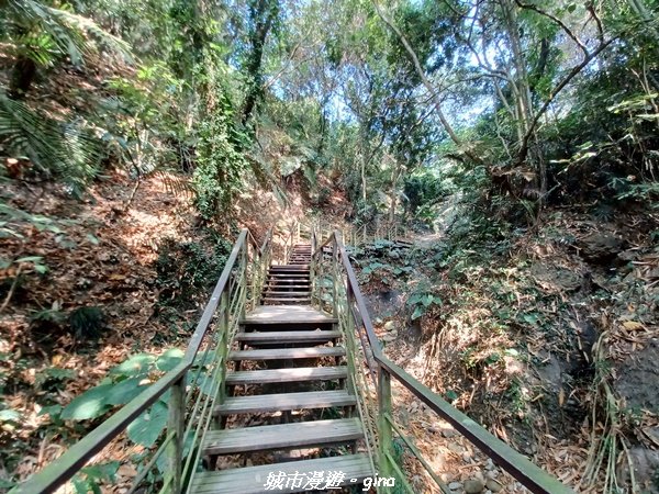 【雲林林內】台灣百大必訪步道。 龍過脈森林步道封面圖