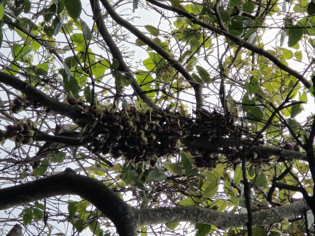 台中大坑頭嵙山（大冠鷲／木蜂／五色鳥／血藤花／鳳凰花）_2756681