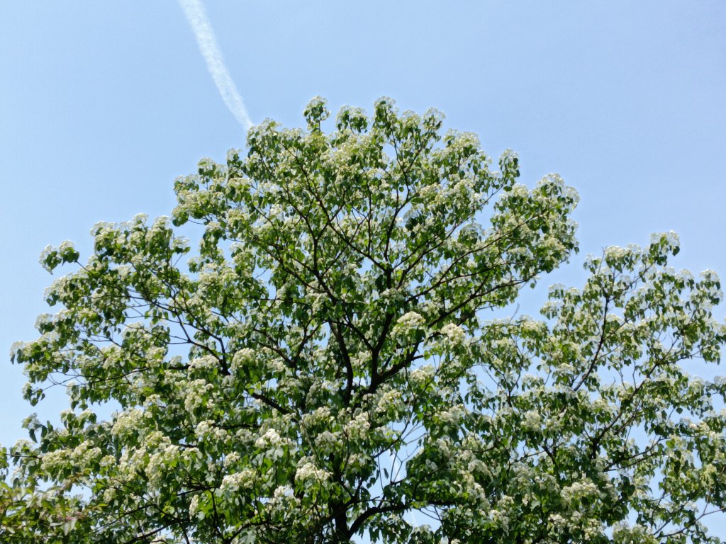 汐止區夢湖秘境桐花夢幻_2773488