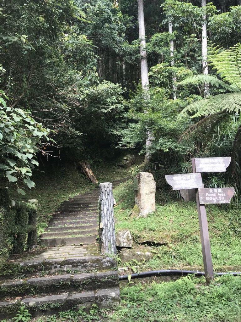 瓏美麗一週一步道（東眼山）_389024