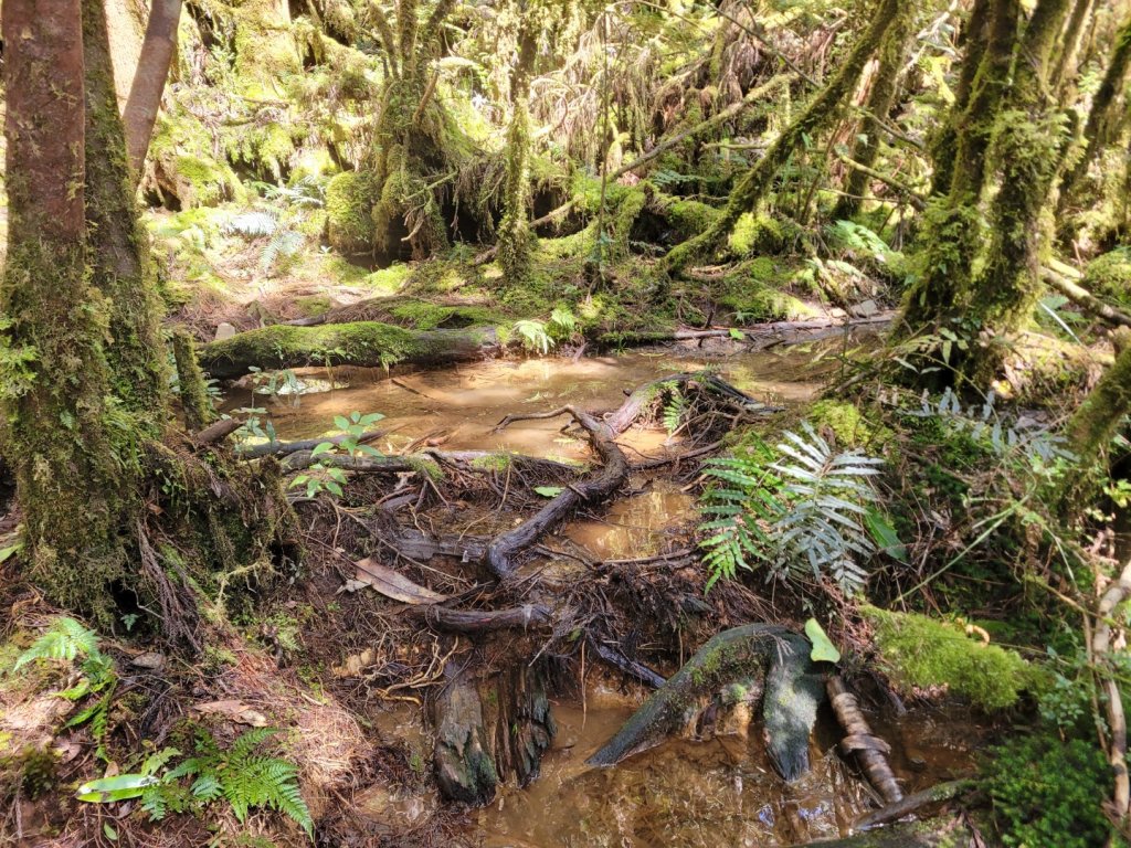 司馬庫斯上雪白山越嶺鴛鴦湖_2070199