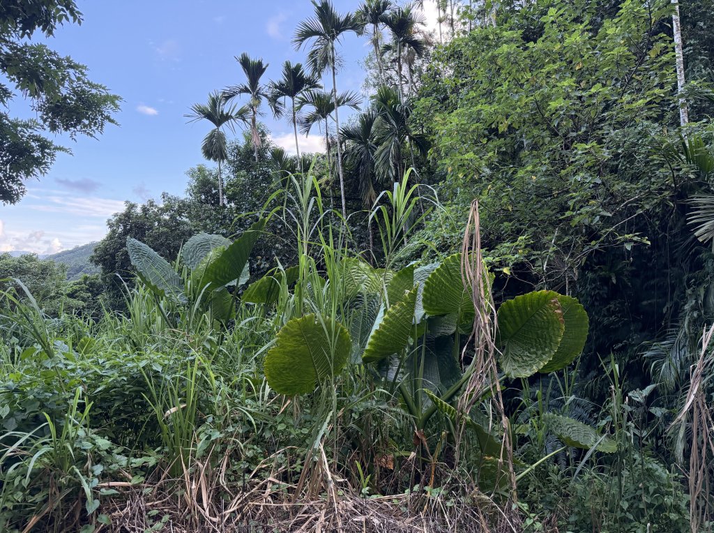 2025_1018 花蓮縣鳳林鎮鳳凰瀑布_2921420