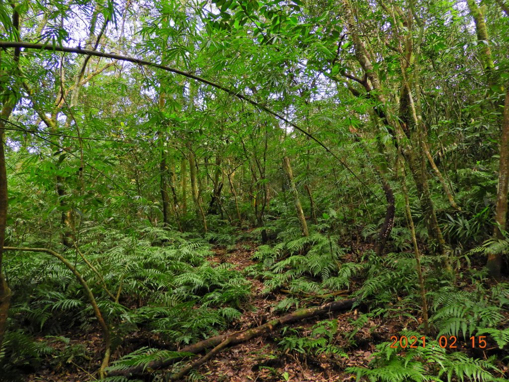 新北 雙溪 上內平林山、下內平林山_1273146