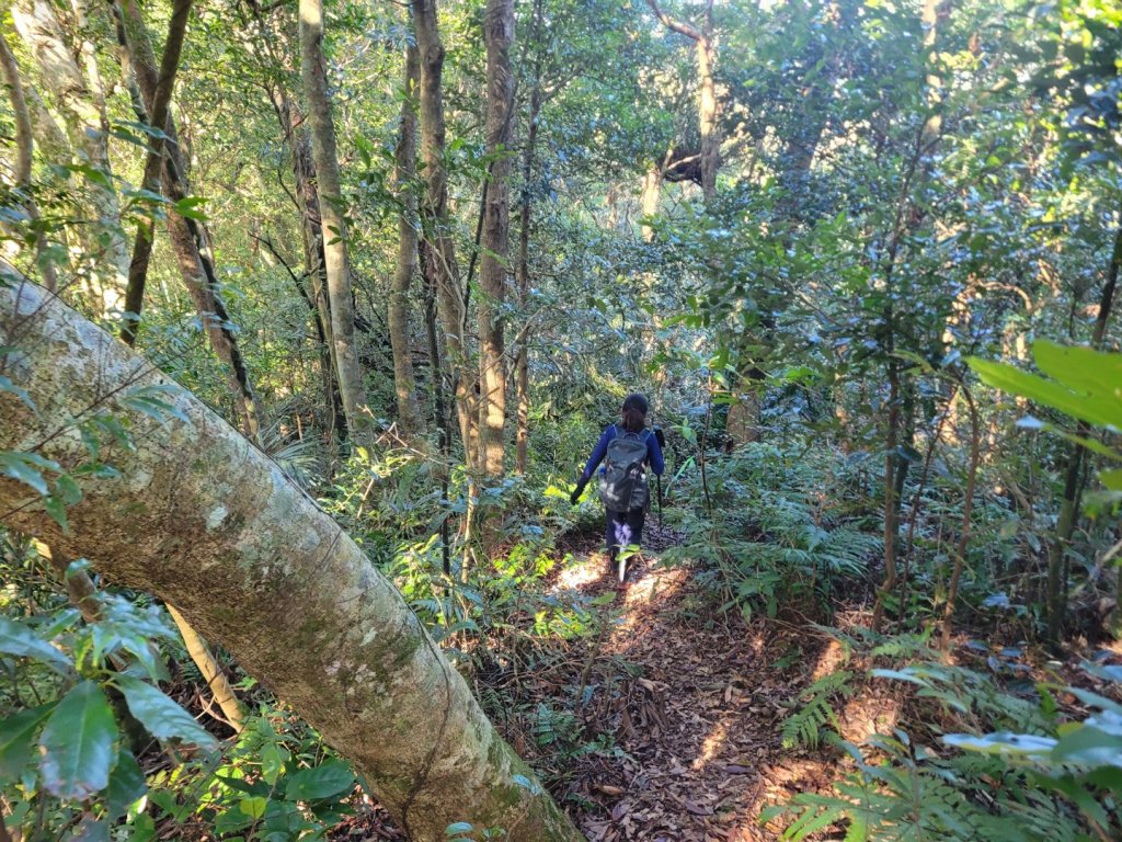 20231118 南插天山 魯培山 山毛櫸秘境_2355709