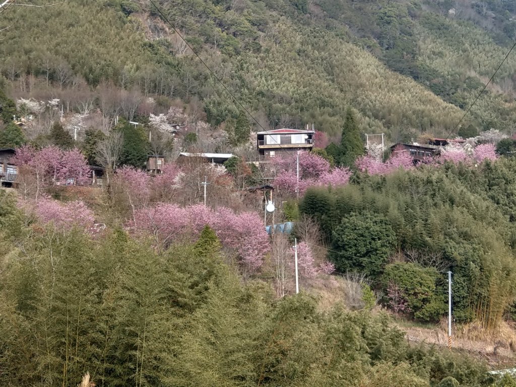 司馬庫斯賞櫻花+巨木群登山步道_845210