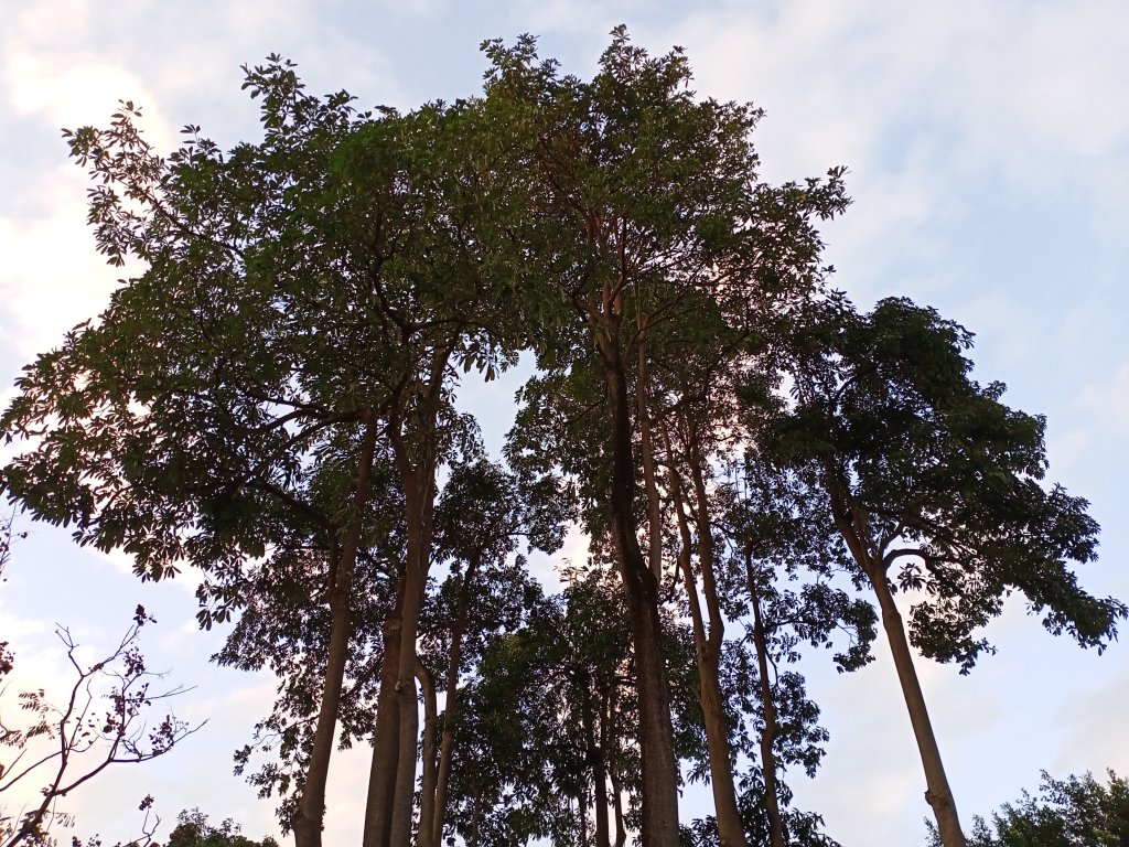 【小百岳集起來】 #007 基隆紅淡山 H210m, 三等三角點 #1024_1634320