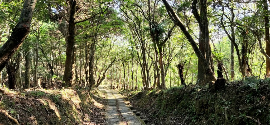 草嶺古道，跑馬古道，十一指古道，頭寮生態步道，金敏子山，詩朗山，王公坑山_1829171