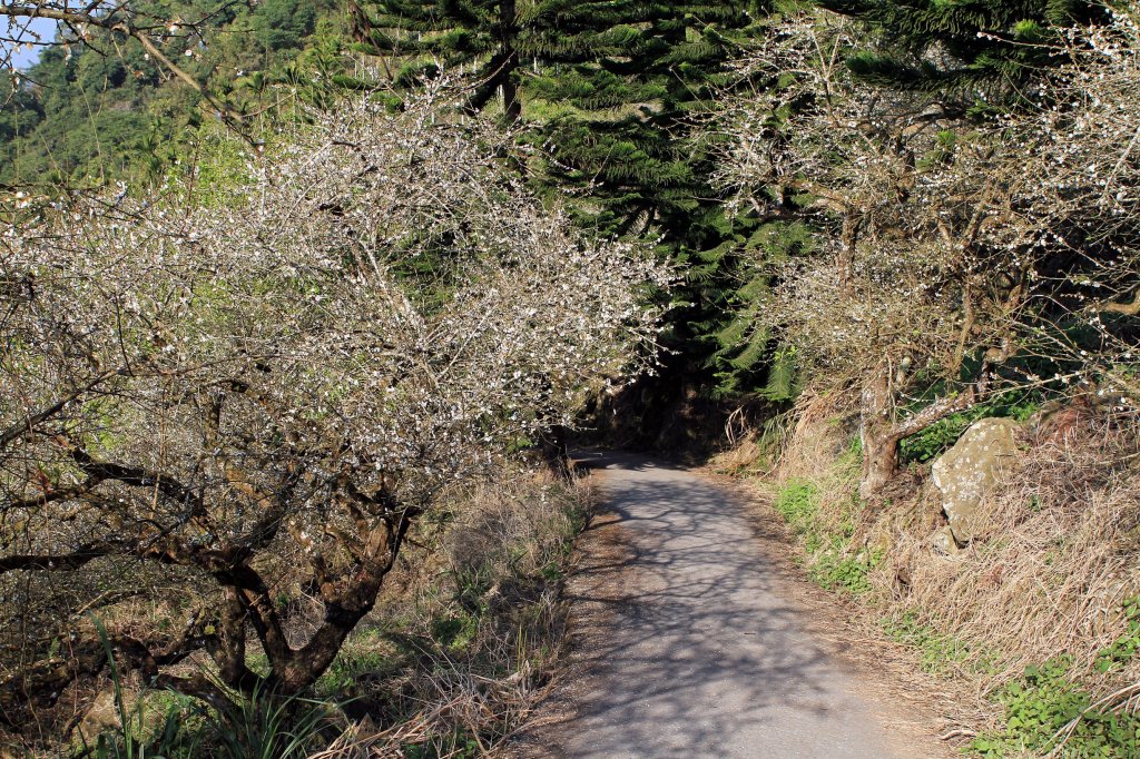 【臺南~楠西】梅嶺賞梅二~梅峰古道_1247026