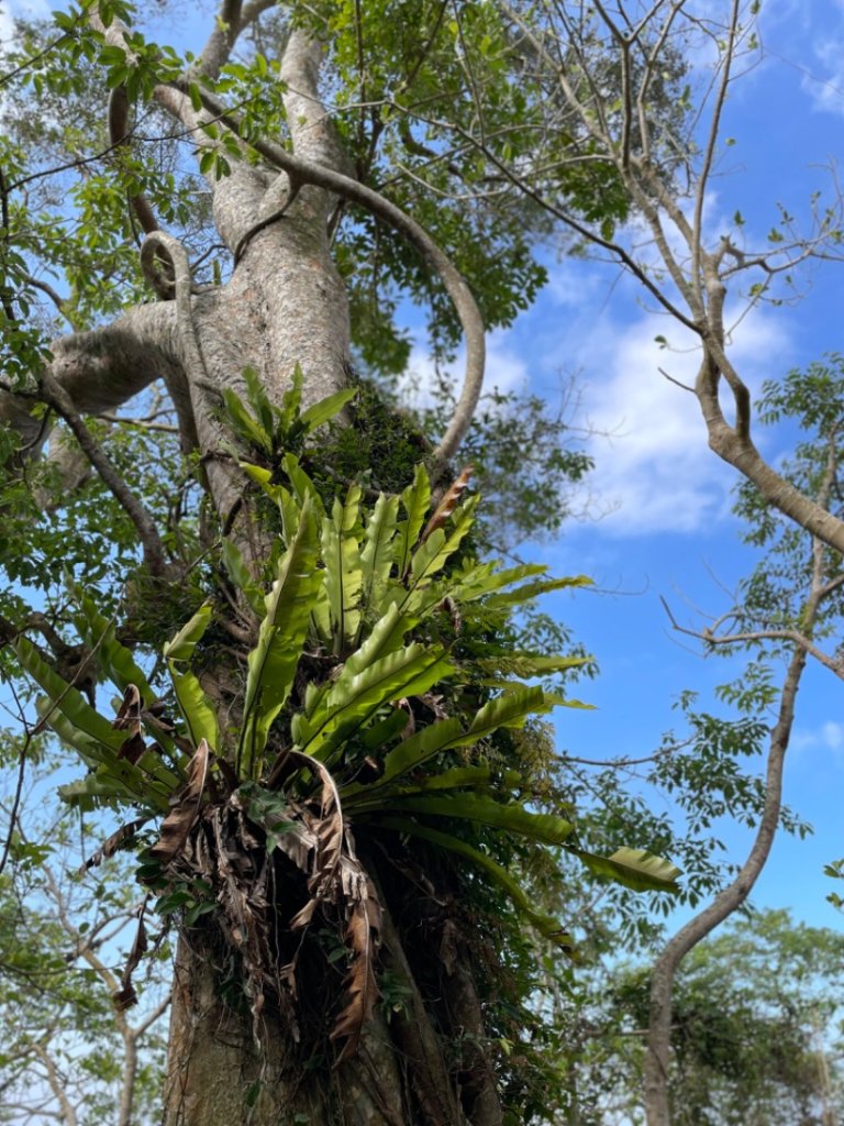 小百岳 三腳南山_2686592
