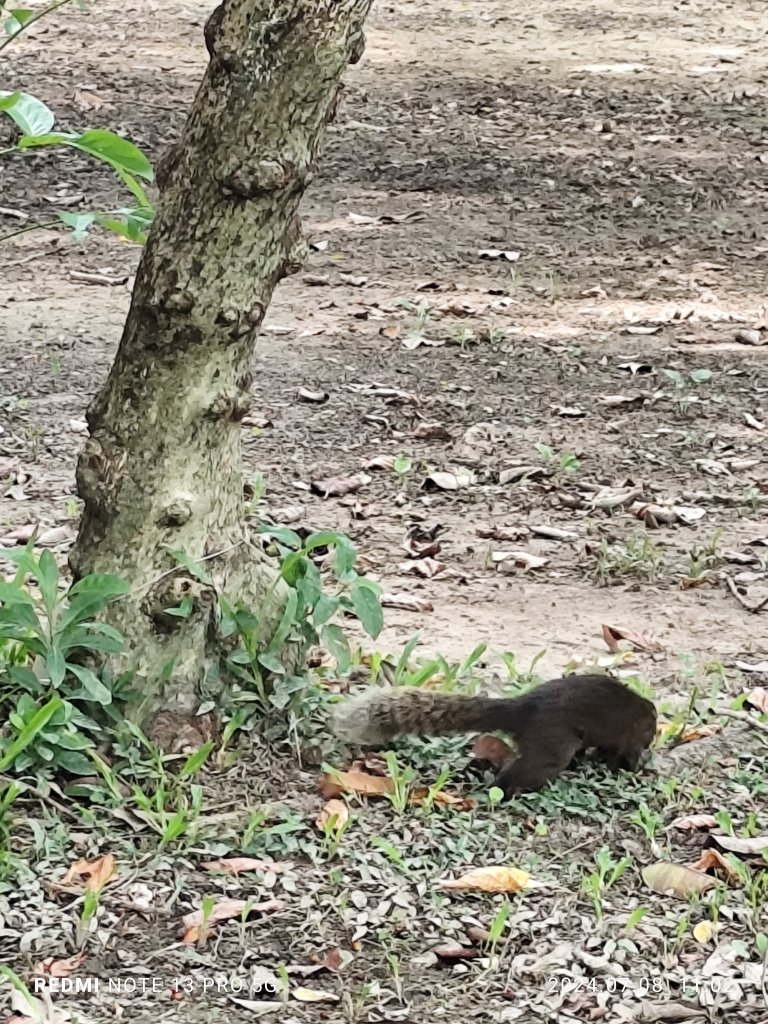 大安森林公園、大港墘公園【走路趣尋寶】【臺北健走趣】_2548533